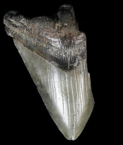 Partial, Megalodon Tooth - Georgia #56731